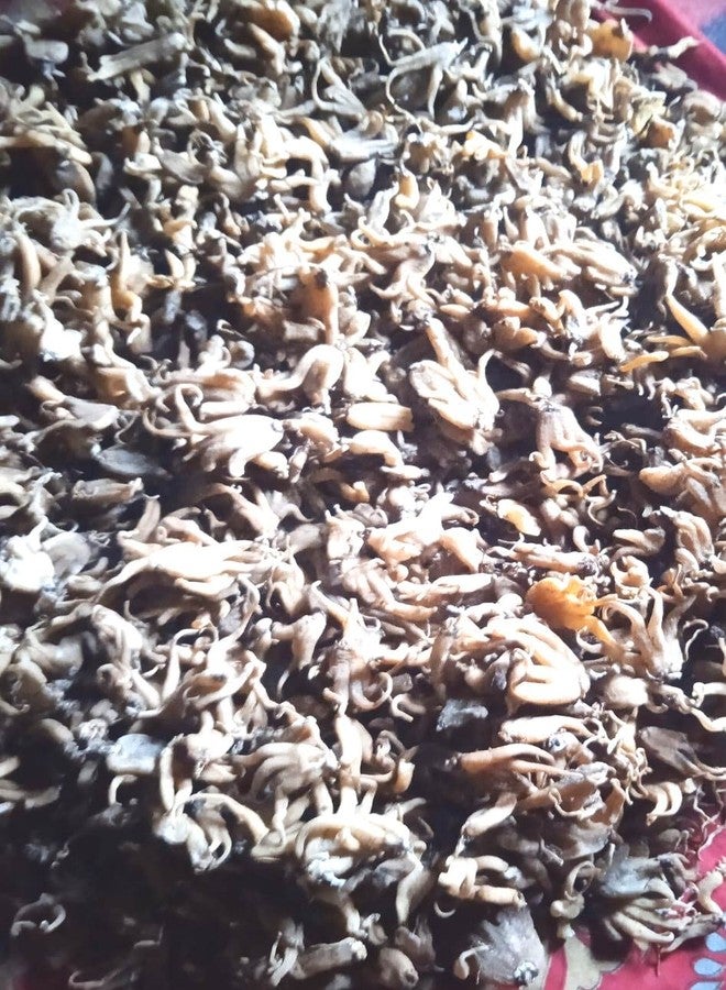 vinarghya - Salampanja/Salam/Munjataka/Saalam Misri/Salamisri/Salum/Hattha Jadee/salem Panja/Angulagpa/Salep Orchid/Silamishri/Orchis Latifolia Linn/Punjab Misri/Hath Panja/Hatajari/Salab Panja - 20g - Image 3